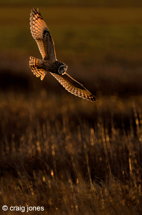 Short-eared Owl