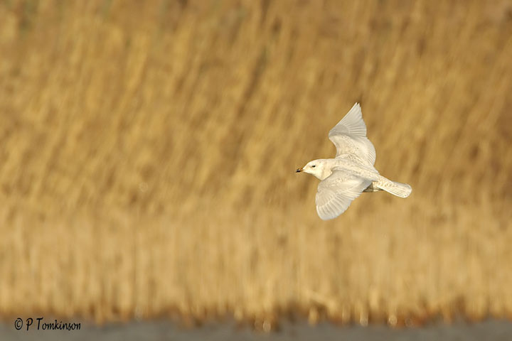 Iceland Gull