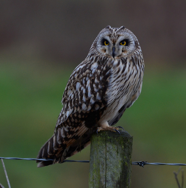 Short Eared Owl.+ repost.