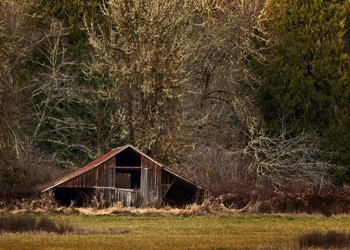 Shack and Trees