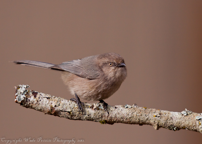 Bushtit