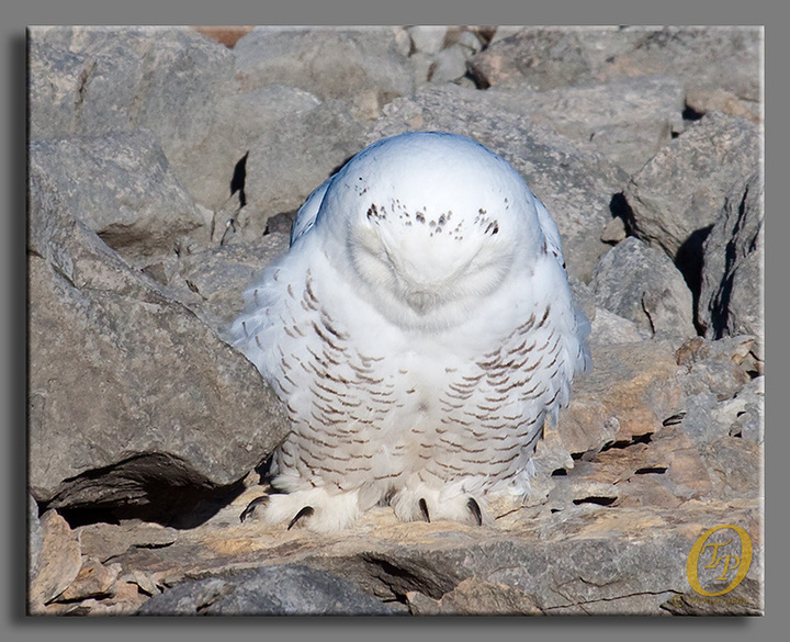 Snowy Owl Talons