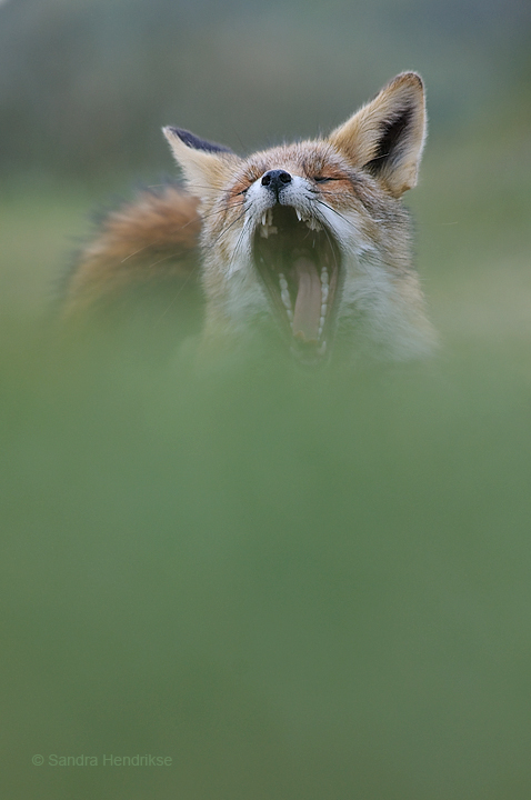 From a mouse's perspective