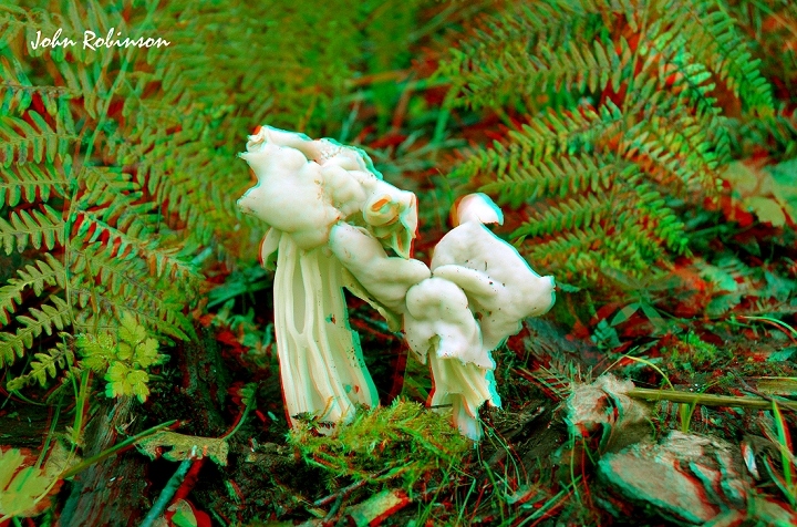 3D Anaglyph Elves saddle