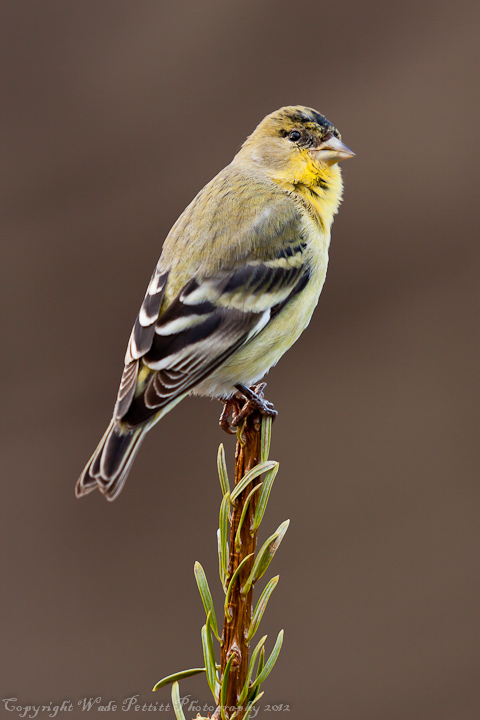 Lesser Goldfinch