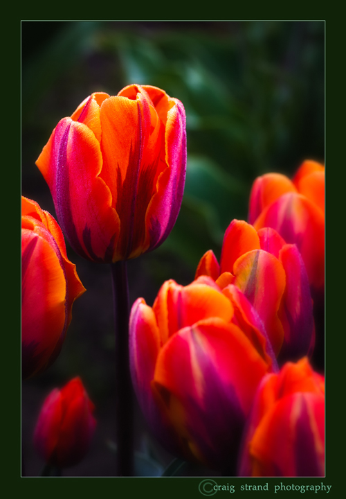 Princess Irene Tulips