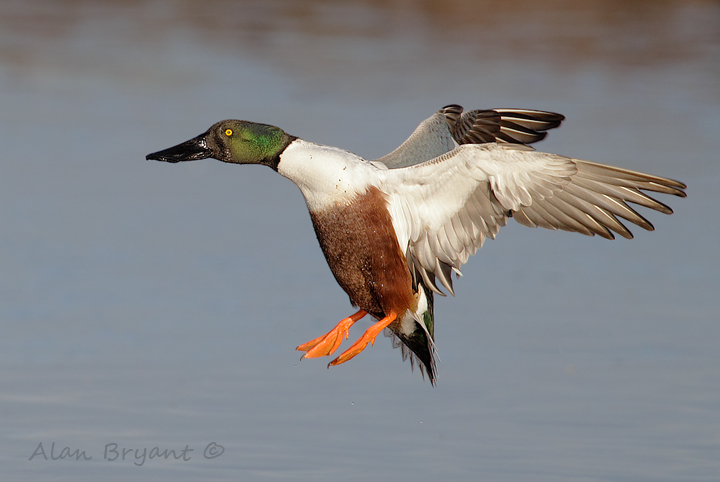 Shoveler