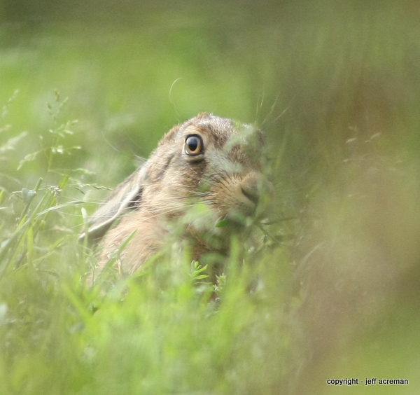 Brown hare leveret
