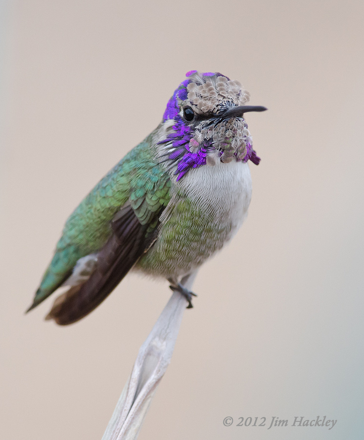 Hummer gorget question