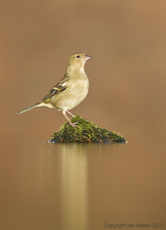 Chaffinch