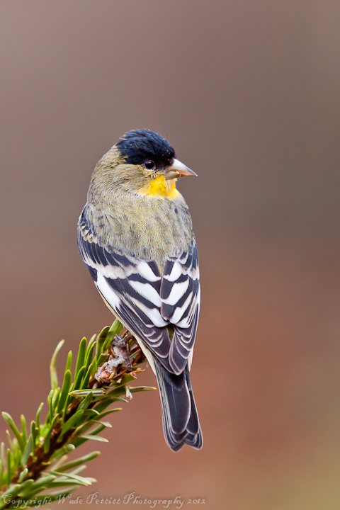 Lesser Goldfinch #2