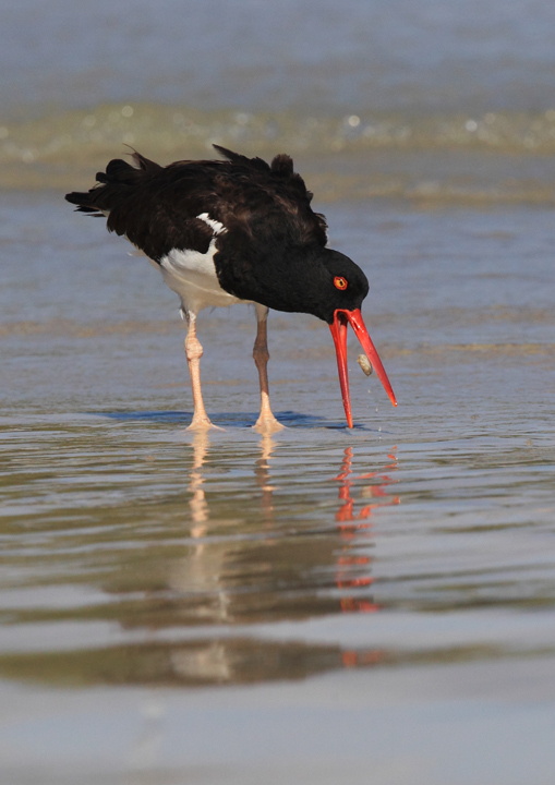 American Oyster Catcher