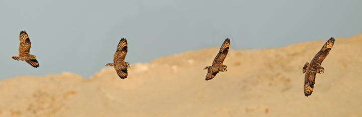 Short-eared owl