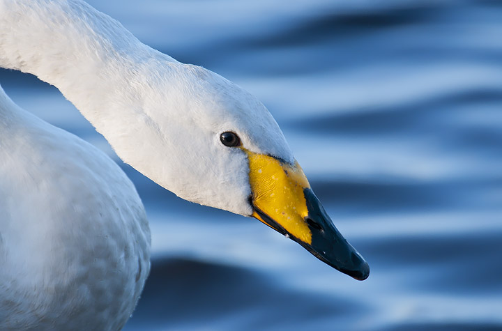 Whooper Swan