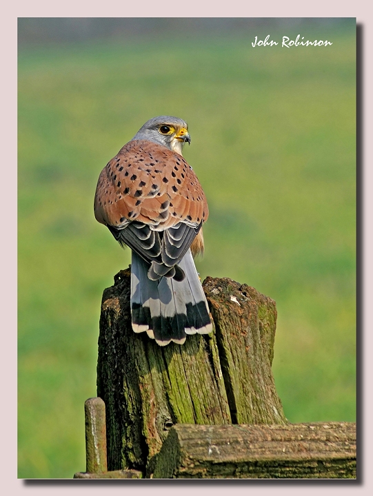 Kestrel (male)+crop