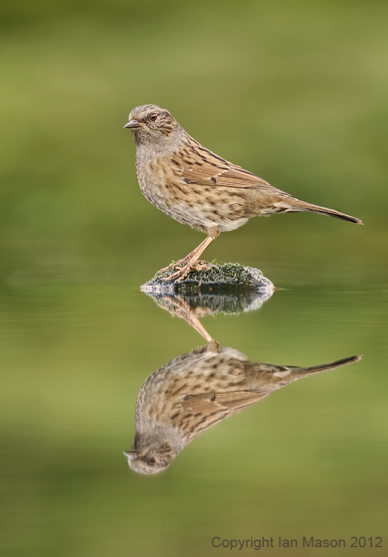 Dunnock