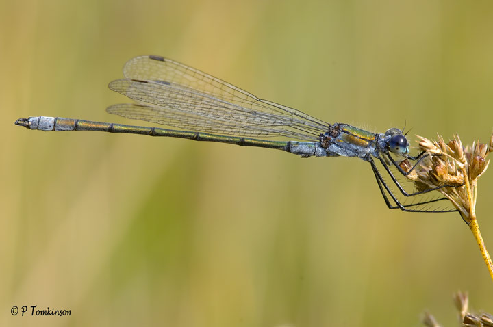 Emerald Damselfly