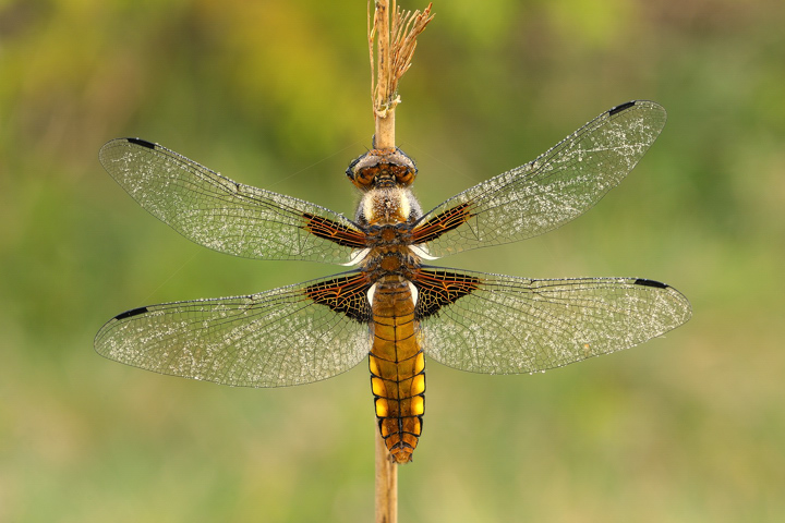 Broad bodied chaser + Repost