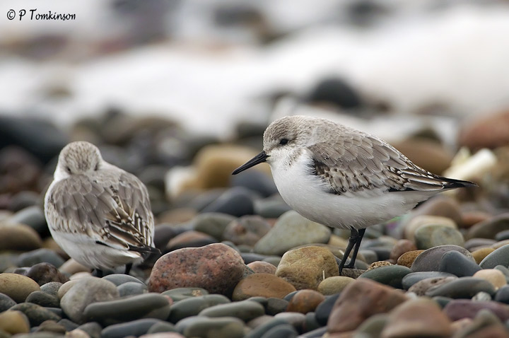 Sanderling