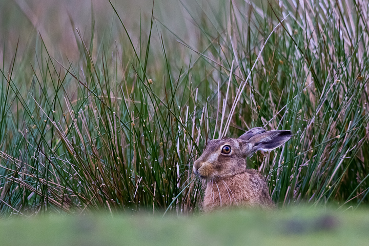 First Hare + repost