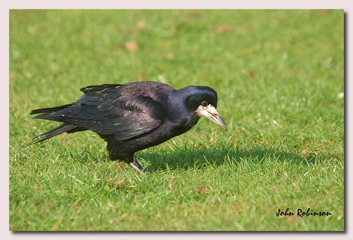 Rook