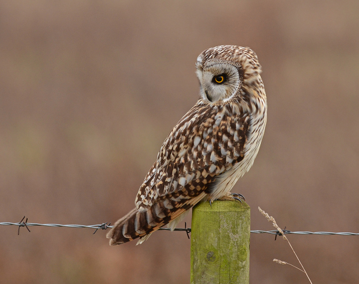 Short Eared Owl.