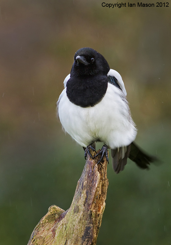 Magpie
