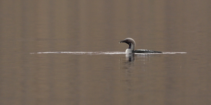 Black throated diver
