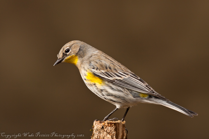 Yellow rumped warbler