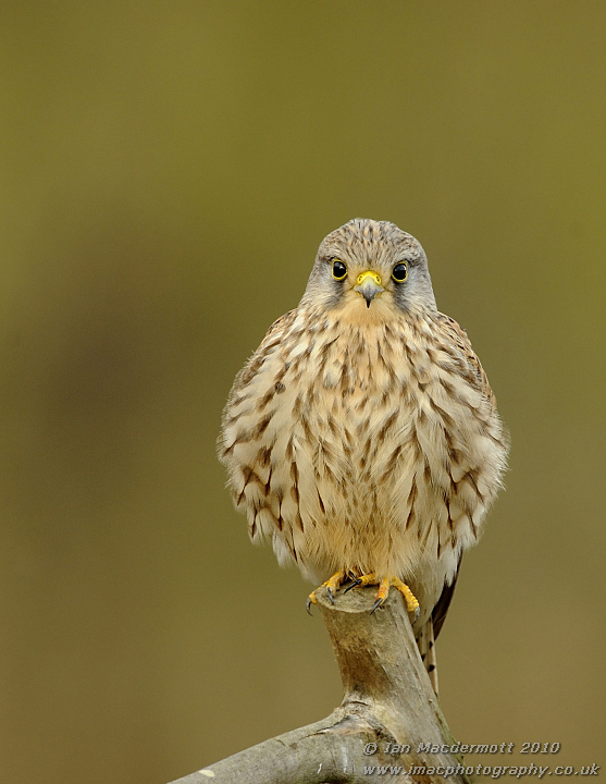Kestrel 