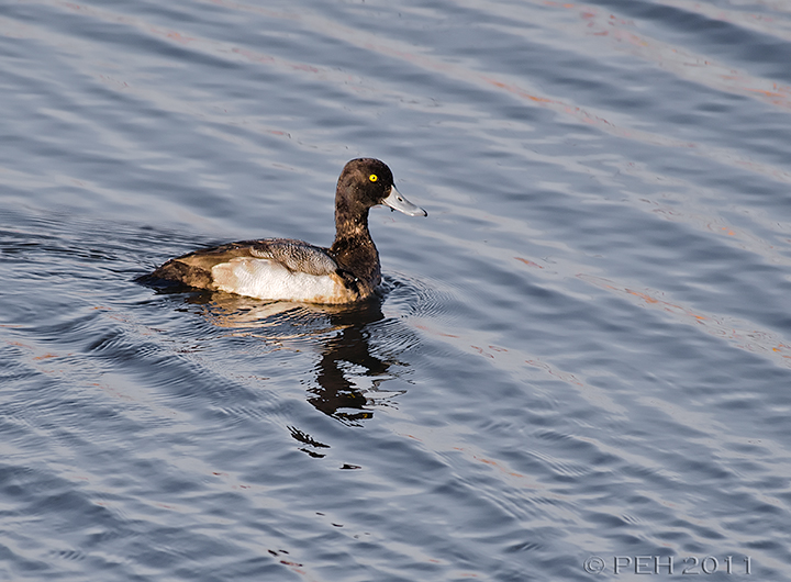 Greater or Lesser Scaup?