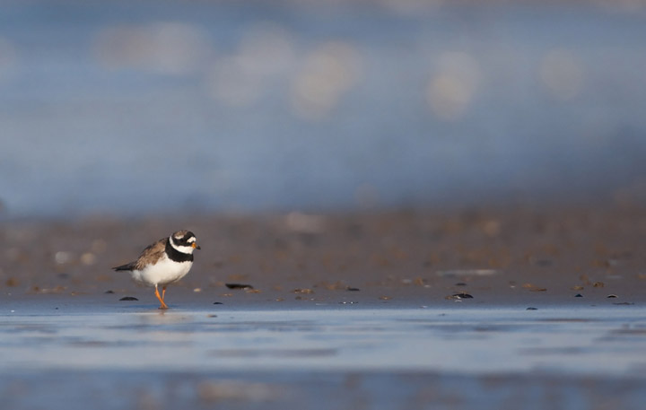 Ringed Plover + 2 REPOSTS