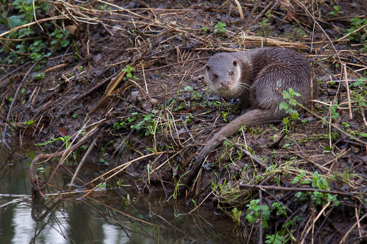 Early morning lowland otter