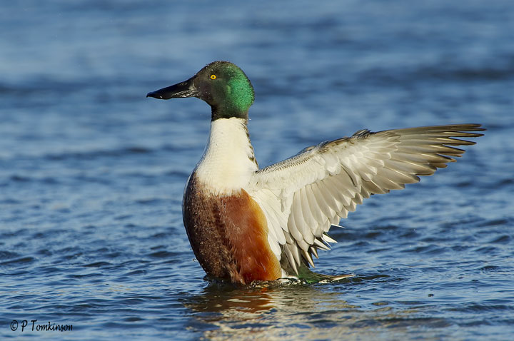 Shoveler