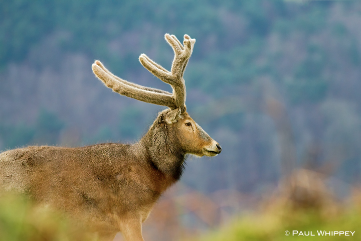 Pere David's Deer
