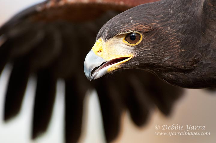 Have you seen any raptor pictures lately?!
