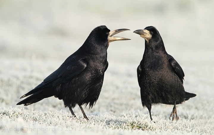 Frosty Rooks