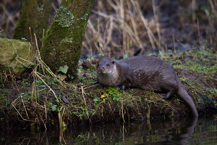 Otter +query