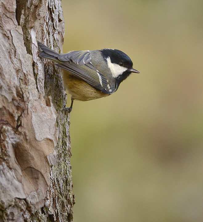CoalTit on Scots Pine