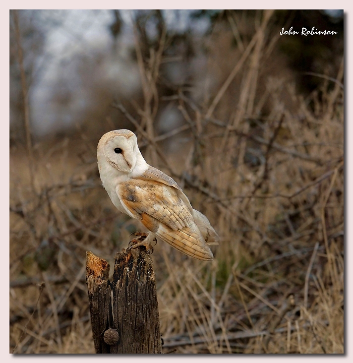 Barn owl