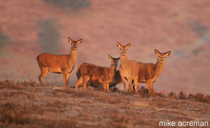 red deer