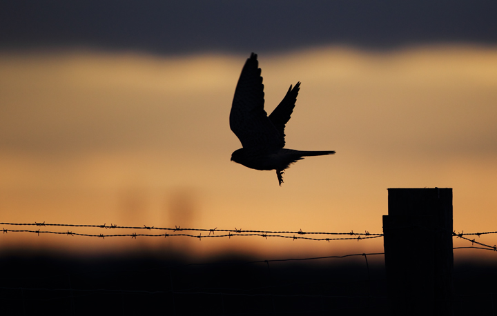 Kestrel Silhouette