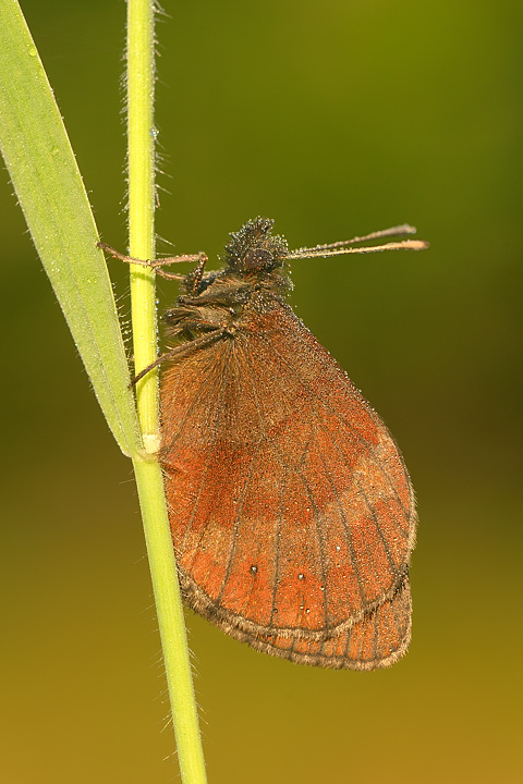 Scotch Argus