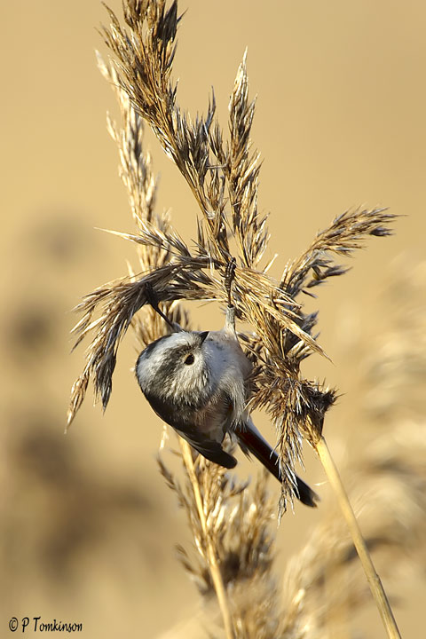 Long-tailed Tit