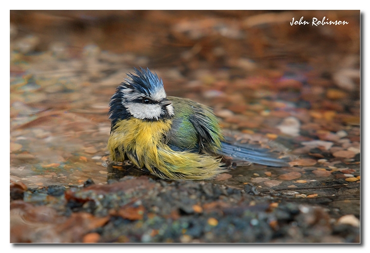 Wet Tit again+repost