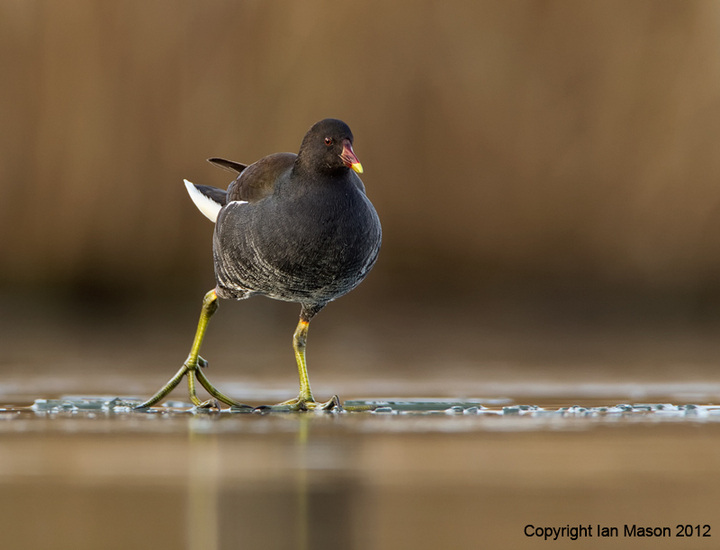 Dancing on Ice