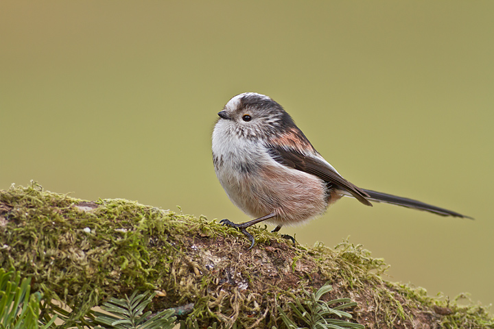 Long Tailed Tit