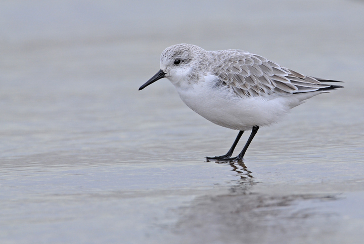 Sanderling + repost