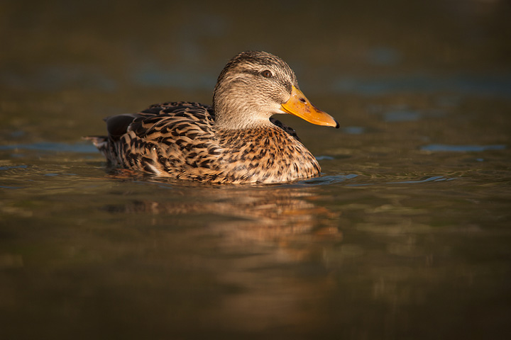 Female Mallard