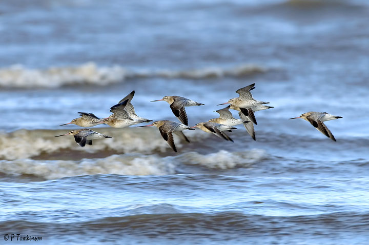 Bar-Taled Godwit